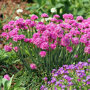 Engels gras roze sfeer